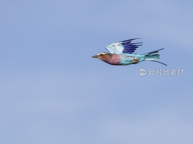 丁香胸脯滚轮水平飞行;Etosha NP，纳米比亚，非洲